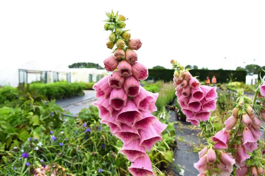 Digitalis x mertonensis ---